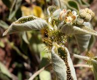 Croton ciliatoglandulifer