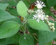 Croton humilis