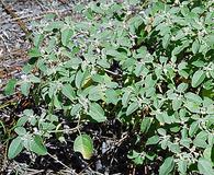 Croton lindheimerianus