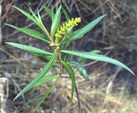 Croton linearis