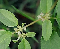 Croton monanthogynus