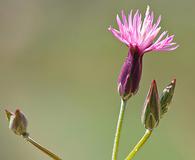 Crupina vulgaris