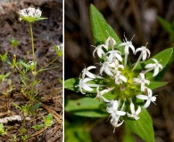 Crusea longiflora