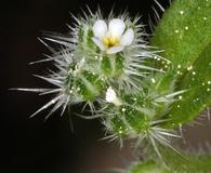 Cryptantha affinis