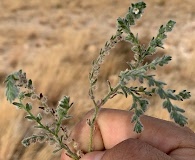 Cryptantha albida