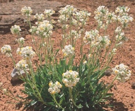 Cryptantha capitata