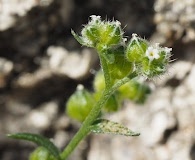 Cryptantha cycloptera