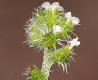 Cryptantha dumetorum