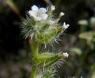 Cryptantha echinella