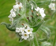 Cryptantha hispidissima