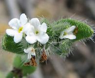 Cryptantha intermedia