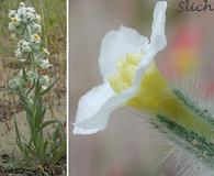 Cryptantha leucophaea