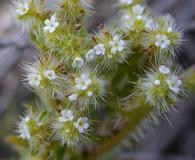 Cryptantha maritima