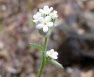 Cryptantha milo-bakeri