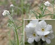 Cryptantha muricata