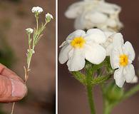 Cryptantha oxygona