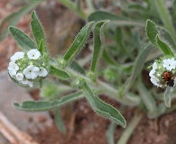 Cryptantha sericea