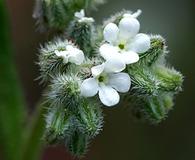 Cryptantha simulans