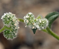 Cryptantha torreyana