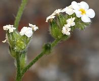 Cryptantha utahensis