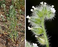 Cryptantha watsonii