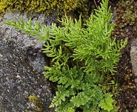 Cryptogramma acrostichoides