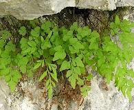 Cryptogramma stelleri