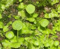 Cryptomitrium tenerum