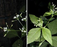 Cryptotaenia canadensis