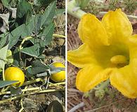 Cucurbita foetidissima