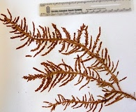 Cumathamnion decipiens