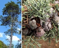 Cupressus arizonica