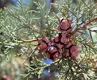 Cupressus lusitanica