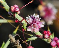 Cuscuta epithymum