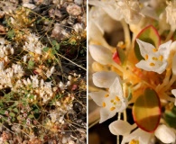 Cuscuta leptantha