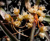 Cuscuta occidentalis