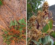 Cuscuta subinclusa