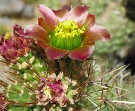 Cylindropuntia alcahes