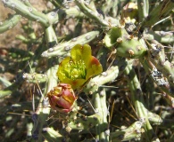 Cylindropuntia arbuscula