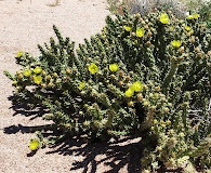 Cylindropuntia bernardina