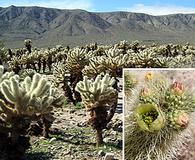 Cylindropuntia bigelovii