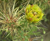 Cylindropuntia davisii