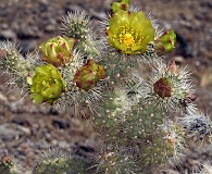 Cylindropuntia echinocarpa