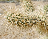 Cylindropuntia fosbergii