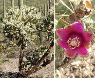 Cylindropuntia fulgida