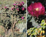 Cylindropuntia imbricata