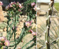 Cylindropuntia kleiniae