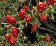 Cylindropuntia leptocaulis