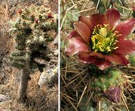 Cylindropuntia prolifera