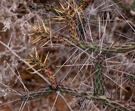 Cylindropuntia tesajo